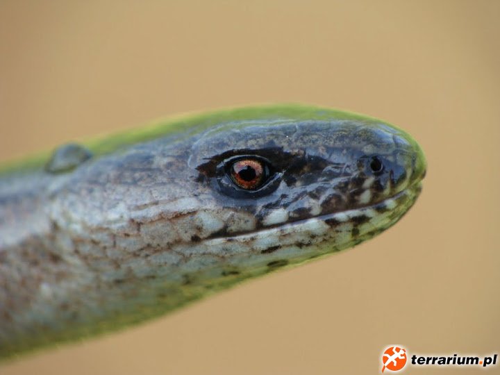 Anguis fragilis