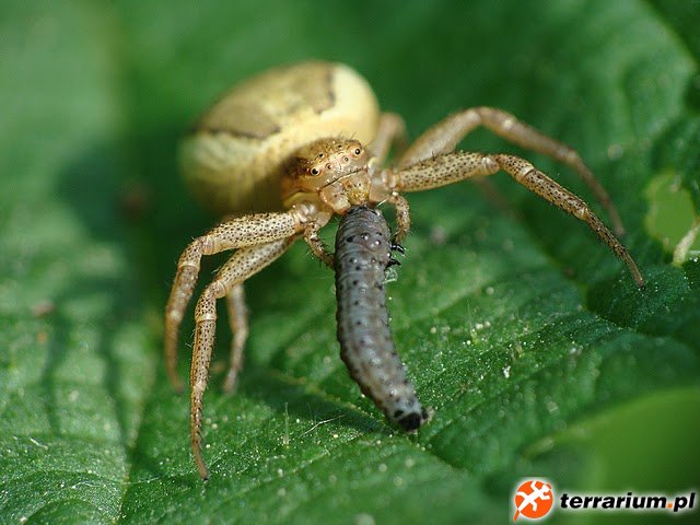 Xysticus ulmi