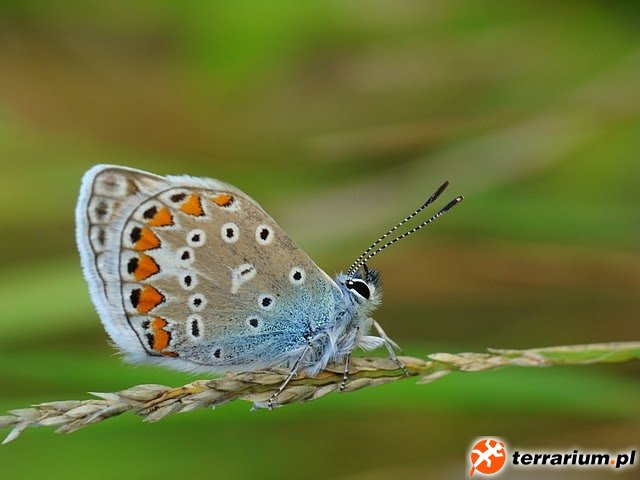 Polyommatus icarus