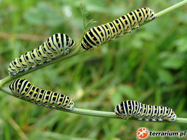 Paź królowej (Papilio machaon)