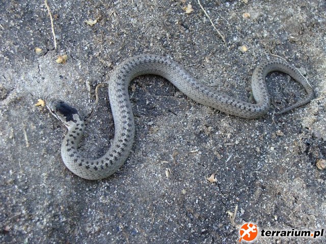 Gniewosz plamisty - Coronella austriaca
