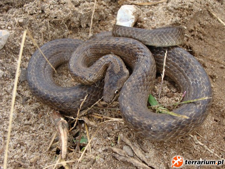 Gniewosz plamisty - Coronella austriaca