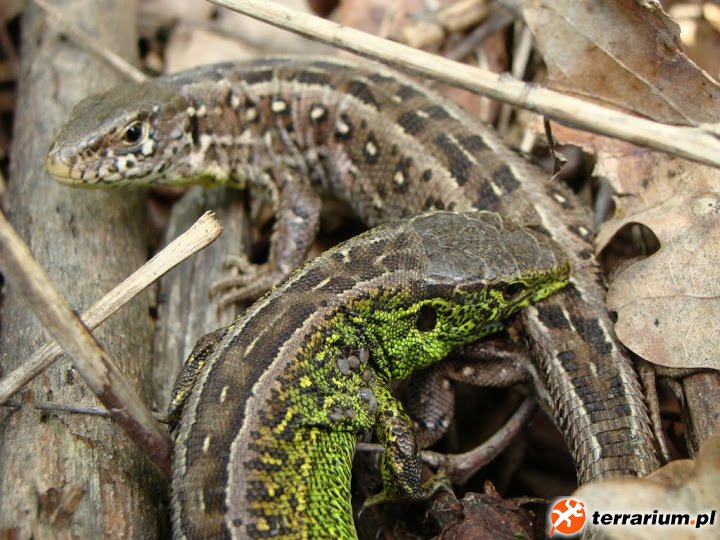 Lacerta agilis
