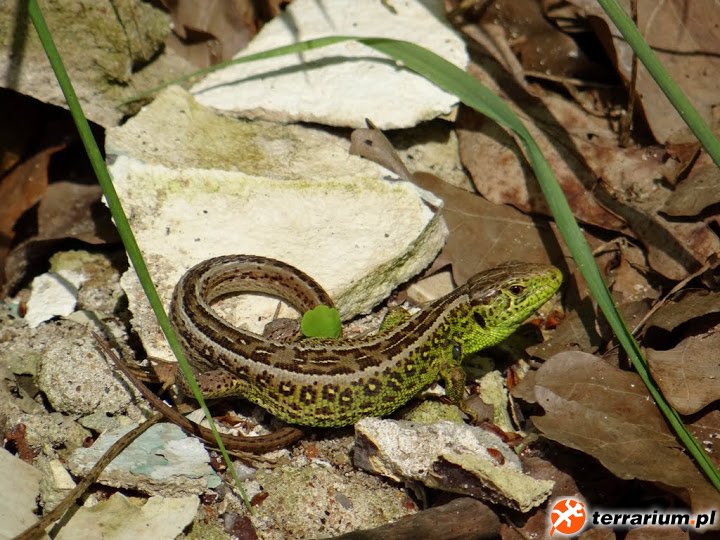 Lacerta agilis