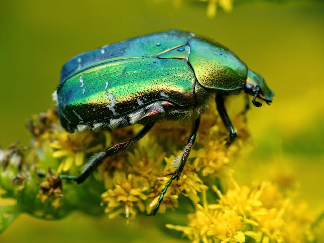 Cetonia aurata