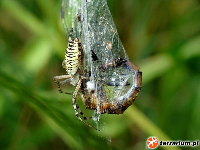 Argiope bruennichi