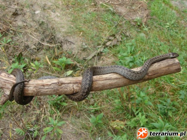 Gniewosz plamisty - Coronella austriaca