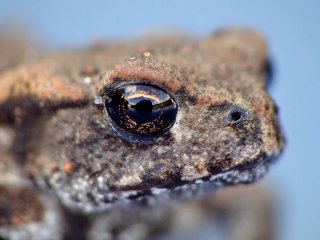 Bufo bufo