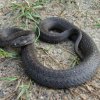 Gniewosz plamisty - Coronella austriaca