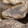 Gniewosz plamisty - Coronella austriaca