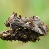 Autographa gamma