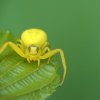 Misumena vatia