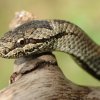 Gniewosz plamisty - Coronella austriaca