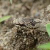 Gniewosz plamisty - Coronella austriaca