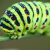 Papilio machaon