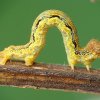 Erannis defoliaria