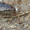 Gniewosz plamisty - Coronella austriaca