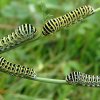 Paź królowej (Papilio machaon)