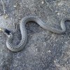 Gniewosz plamisty - Coronella austriaca