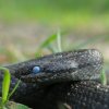 Gniewosz plamisty - Coronella austriaca