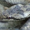 Gniewosz plamisty - Coronella austriaca