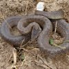 Gniewosz plamisty - Coronella austriaca