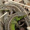 Lacerta agilis