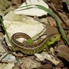 Lacerta agilis