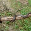 Gniewosz plamisty - Coronella austriaca
