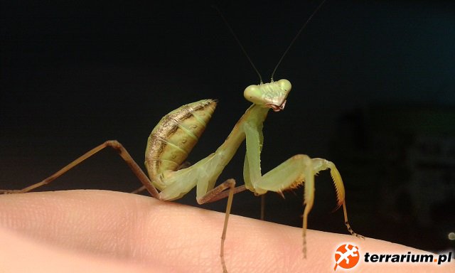 Samica Sphodromantis gastrica ( Modliszka gwinejska ) L7
