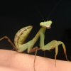 Samica Sphodromantis gastrica ( Modliszka gwinejska ) L7