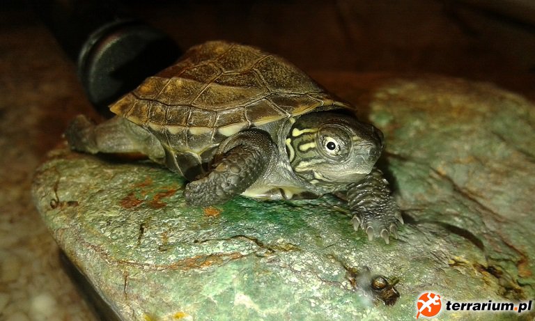 Chinemys reevesii ( żółw chiński )  ;D