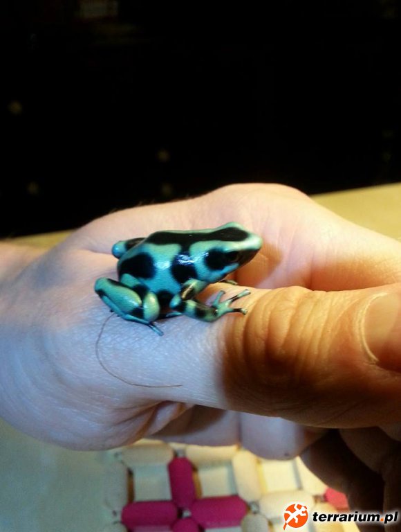 Dendrobates auratus