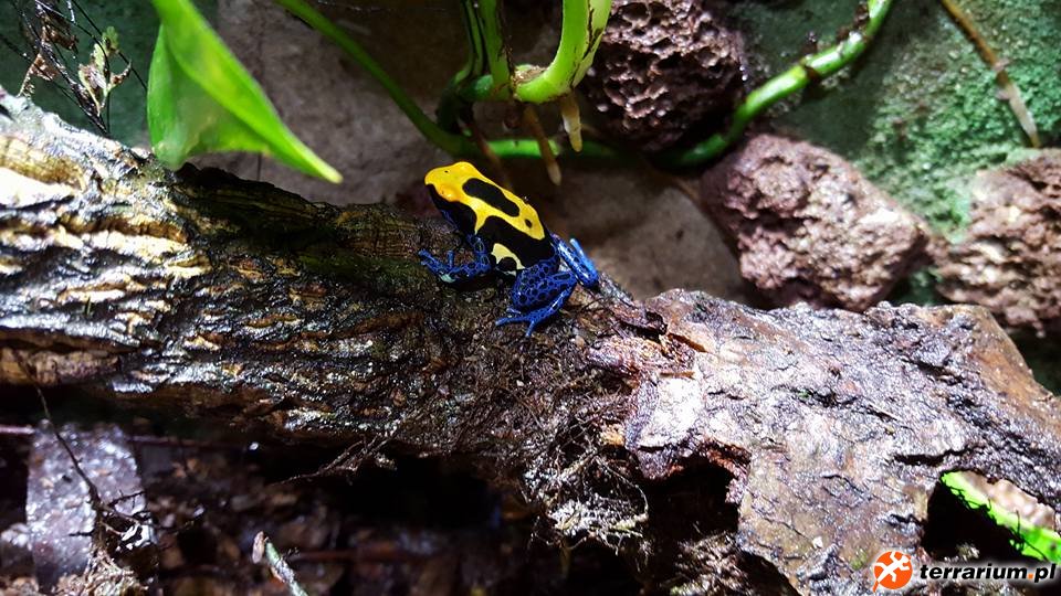 Dendrobates tinctorius