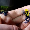 Dendrobates tinctorius