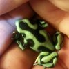 Dendrobates auratus "green"