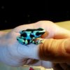 Dendrobates auratus