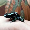 Dendrobates auratus