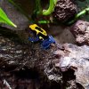 Dendrobates tinctorius