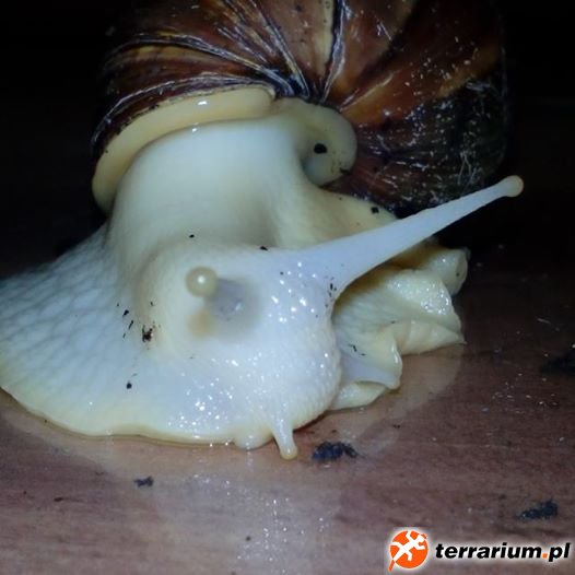 Lissachatina fulica sinistrosa type 1b albino body :) Lissachatina fulica sinistrosa type 1b albino body :)