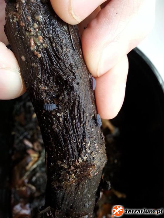 Tetrodontophora bielanensis
