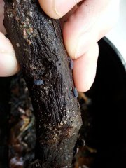 Tetrodontophora bielanensis