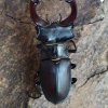 Lucanus cervus turcicus 2