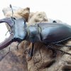 Lucanus cervus turcicus