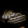 Morelia spilota Mcdowelli stripe high contrast jaguar sibling