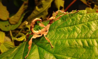 E. tiaratum E. tiaratum
