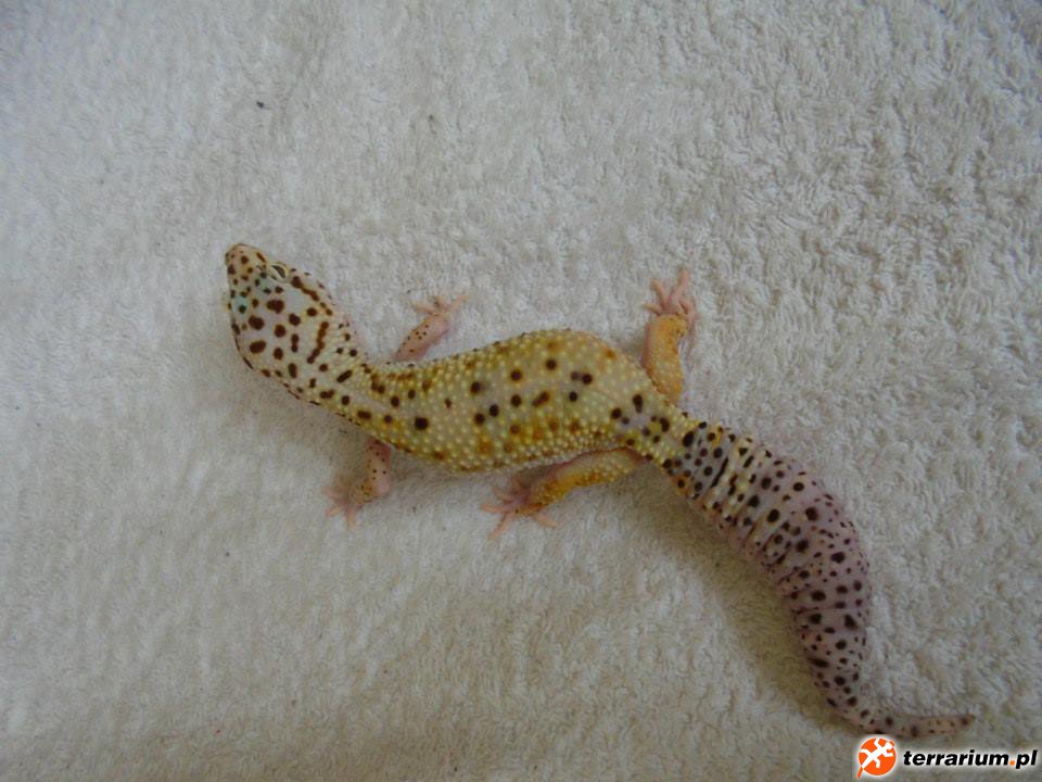 Eclipse het Tremper ph Blizzard