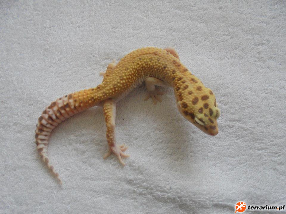 Raptor