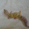 Eclipse het Tremper ph Blizzard