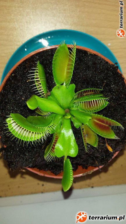Dionaea muscipula
